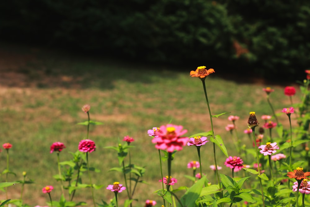 pink flowers field