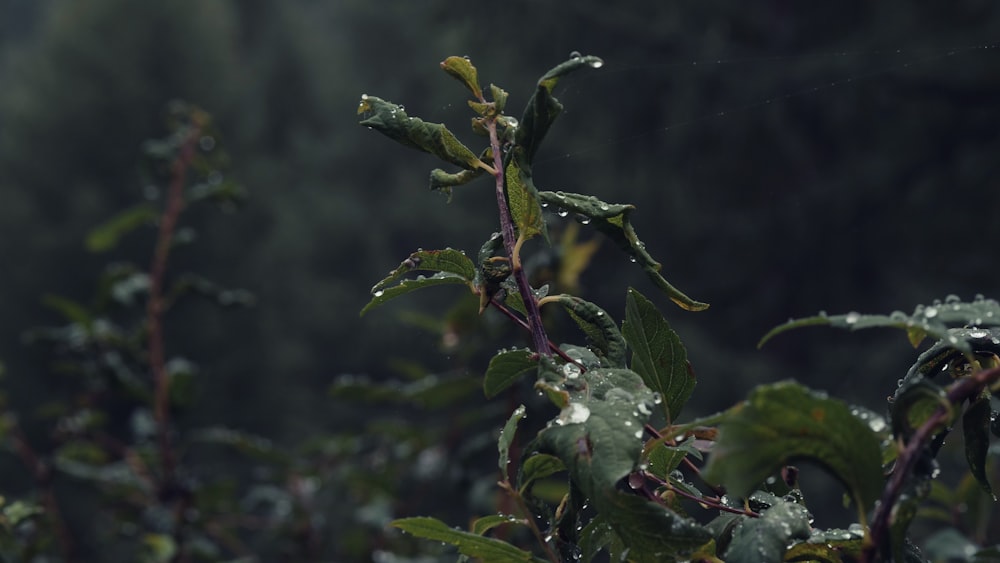 緑の植物