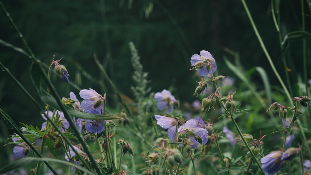 bed of purple-petaled flowers