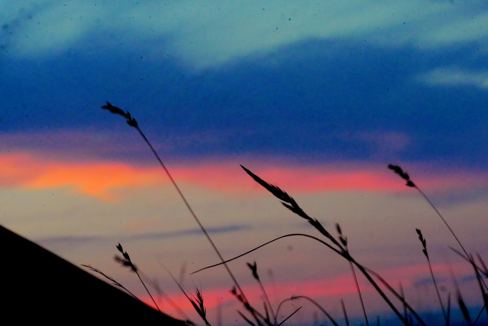 closeup photo of grass