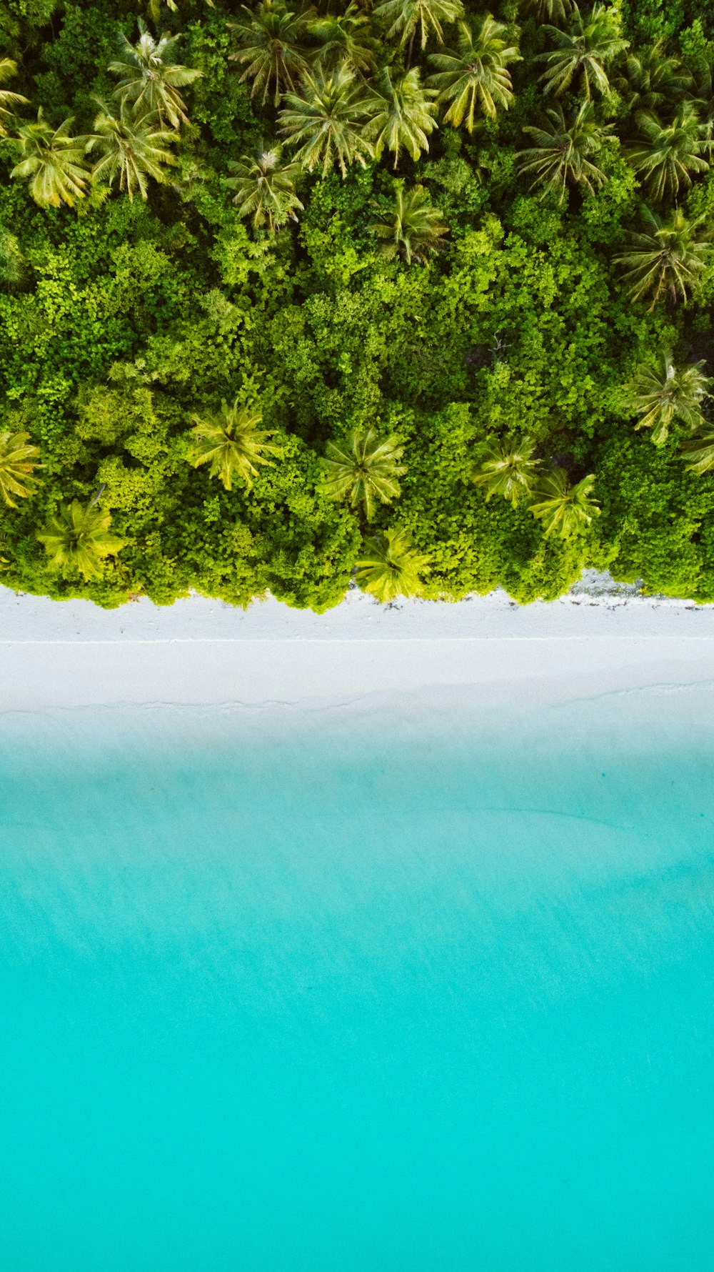 árvores de folhas verdes perto da piscina