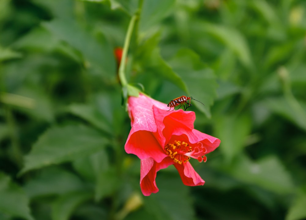 red insect perching on red petaled flower