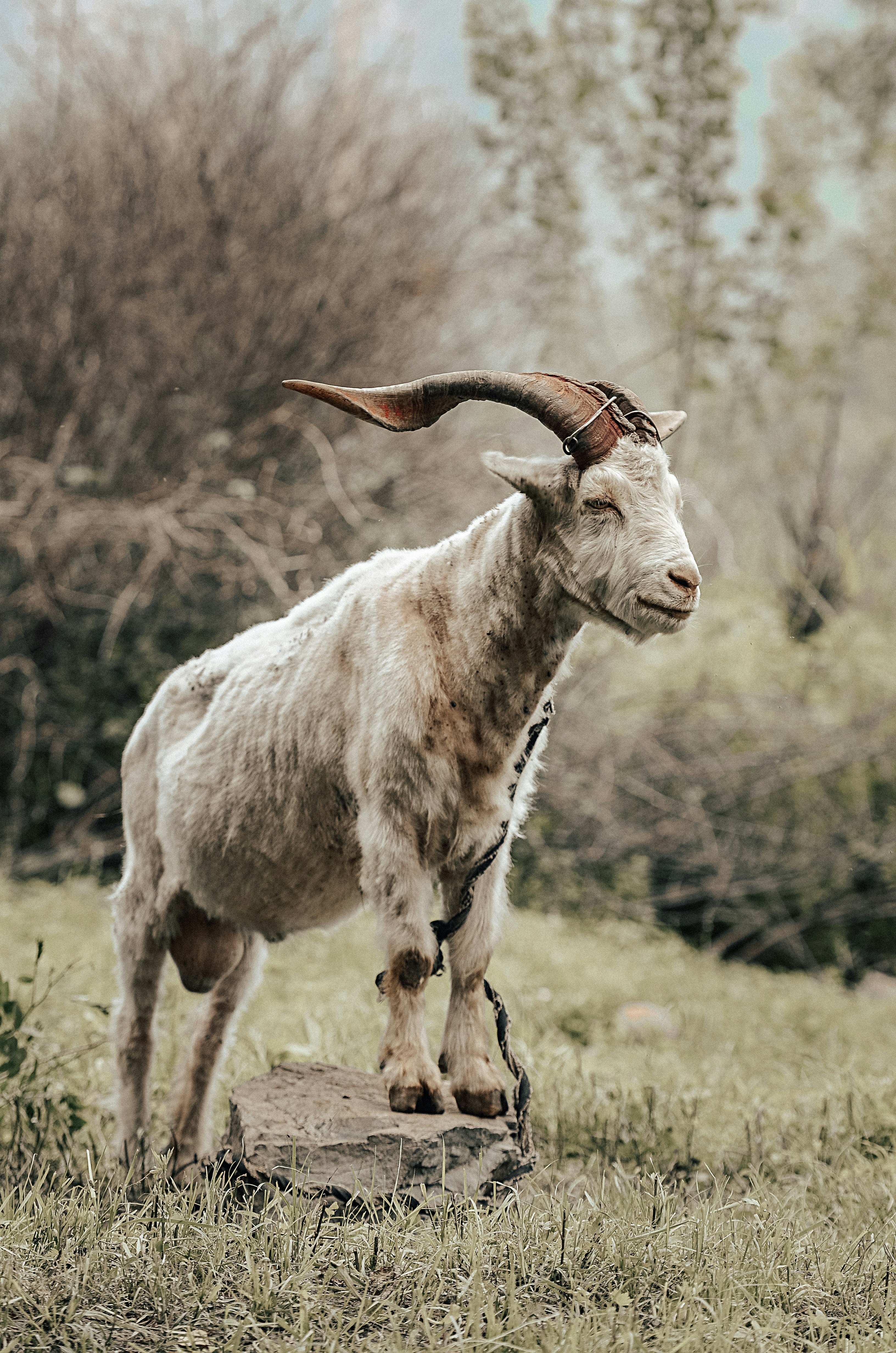 Takin - The Golden Fleece Beast (image credits: unsplash)