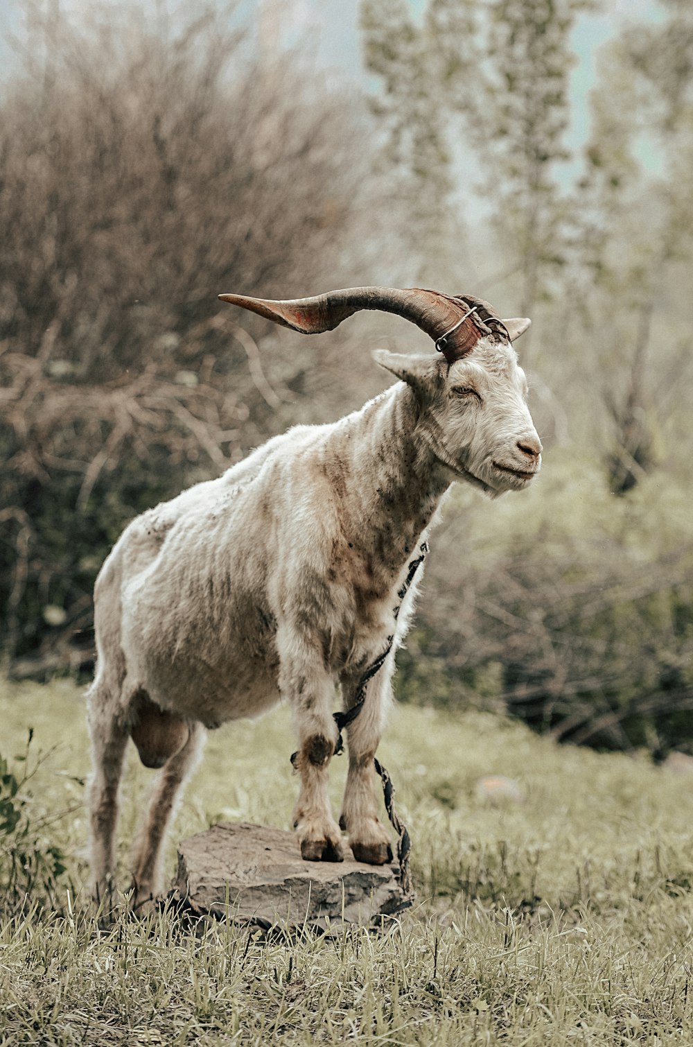 white mountain goat on grassland