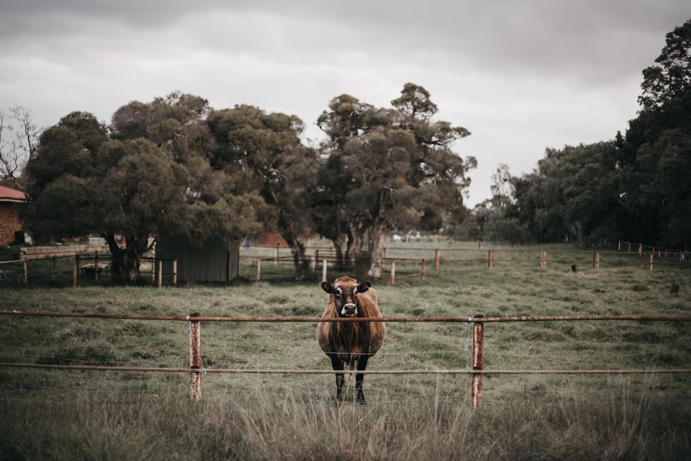 brown cattle