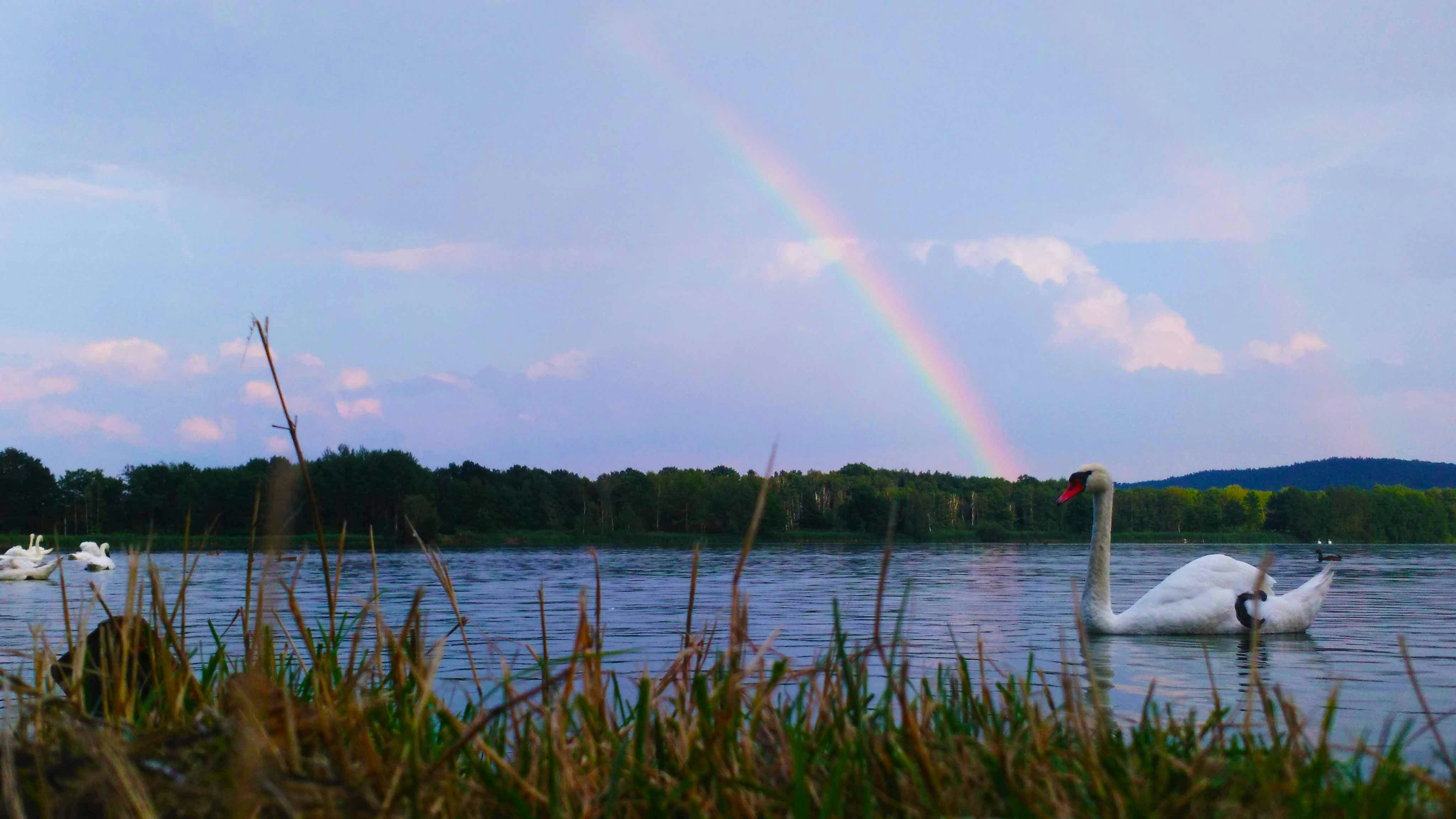 swan on body of water at daytime