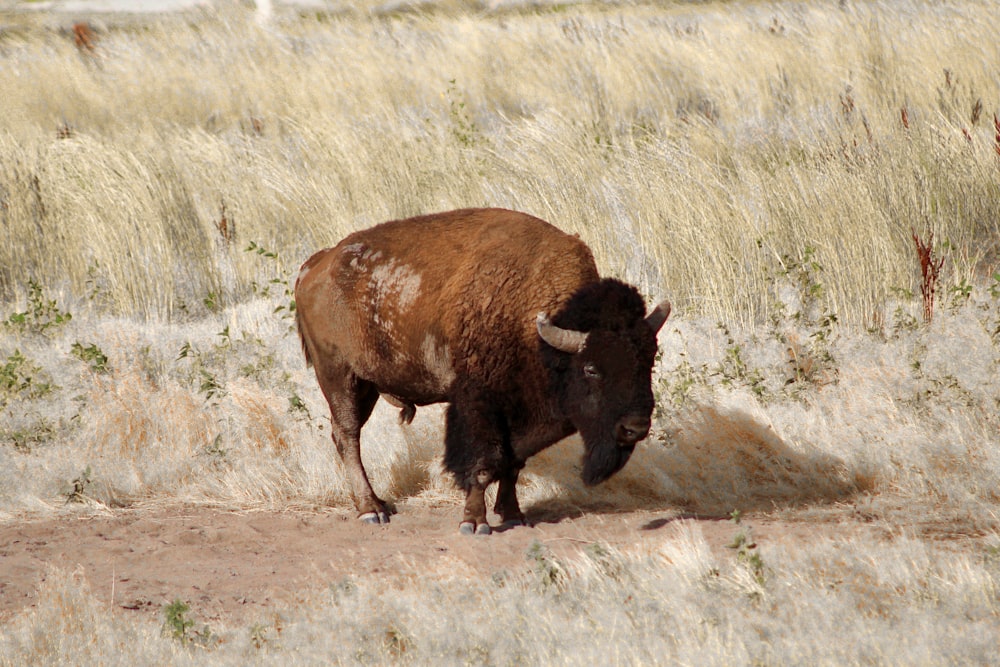 brown bison