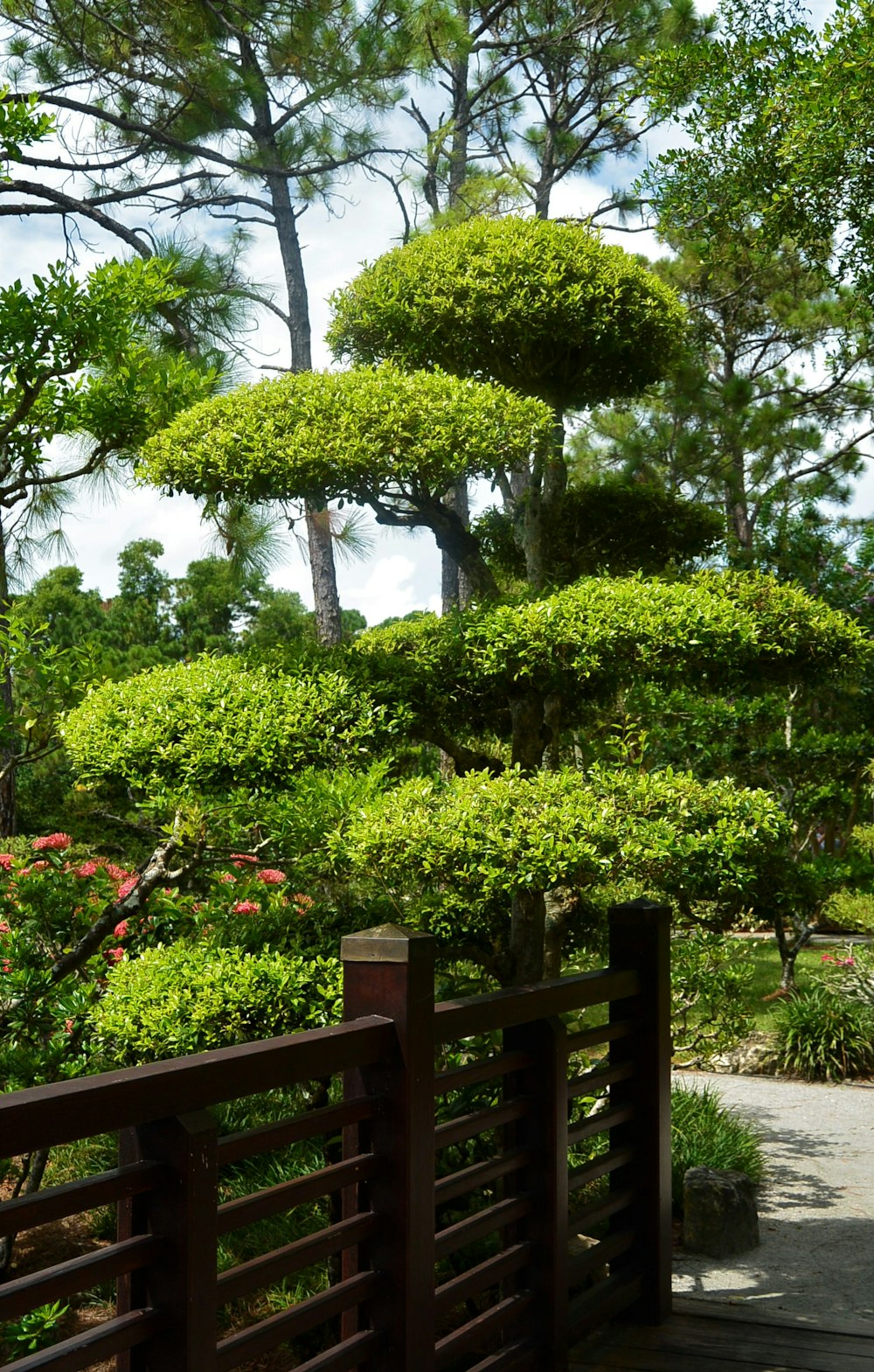 grüner Formschnittbaum tagsüber