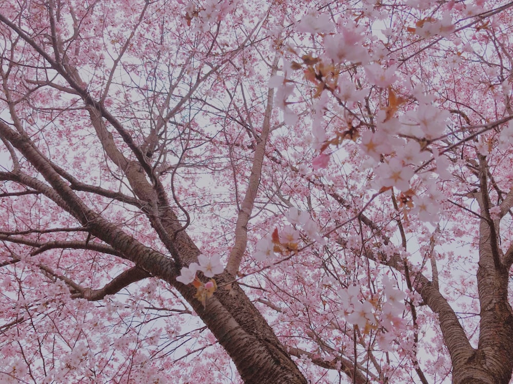 cherry blossom tree