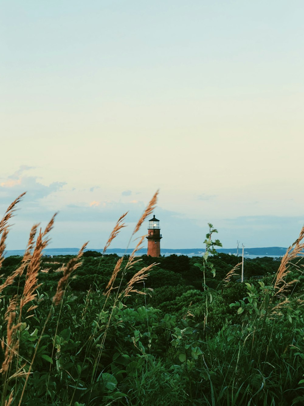 a light house in the middle of a field of tall grass