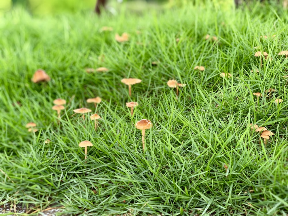 a group of small orange mushrooms growing in the grass