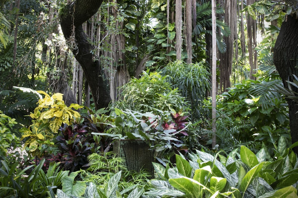 緑の植物のロット