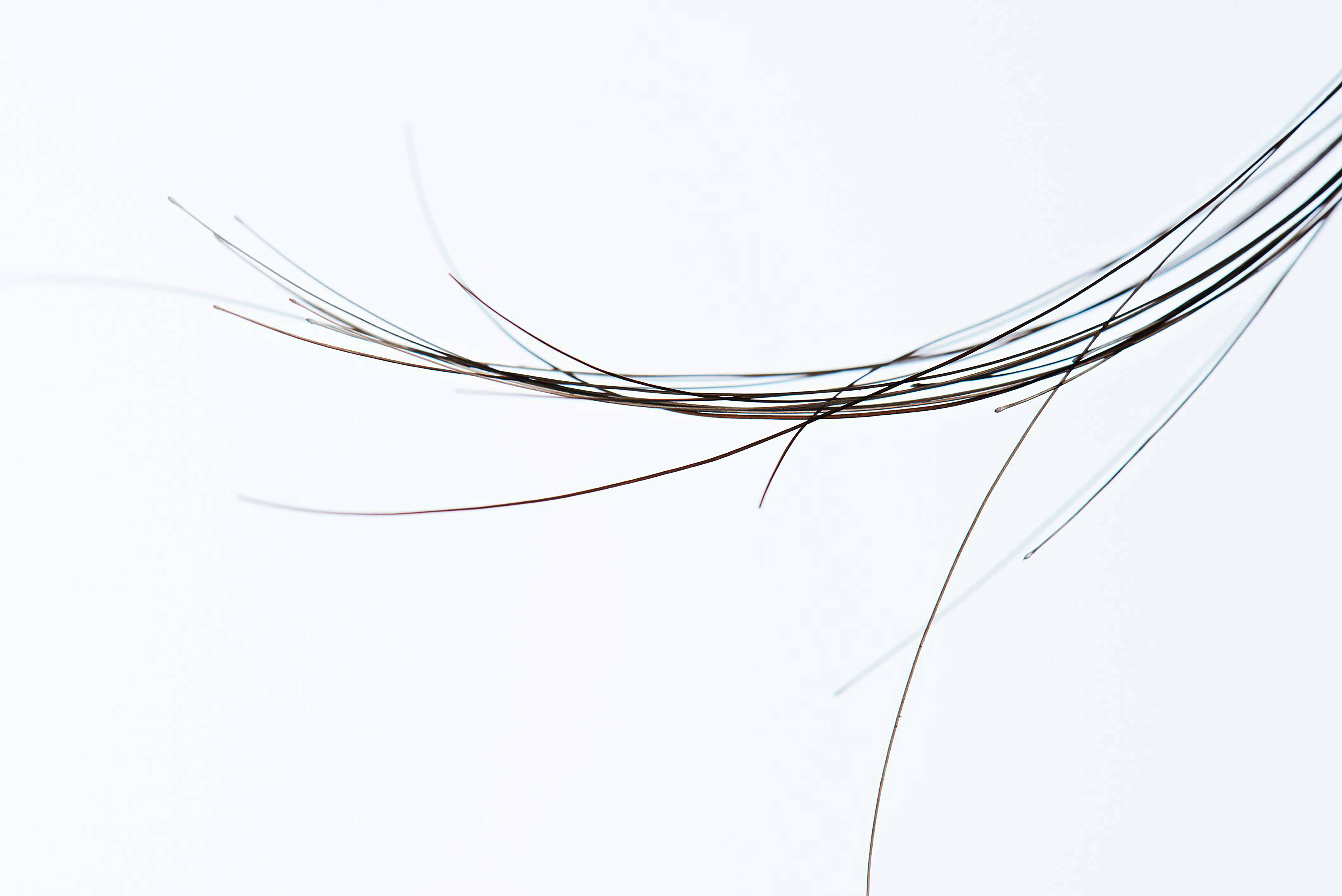 Close-up of a bird flying