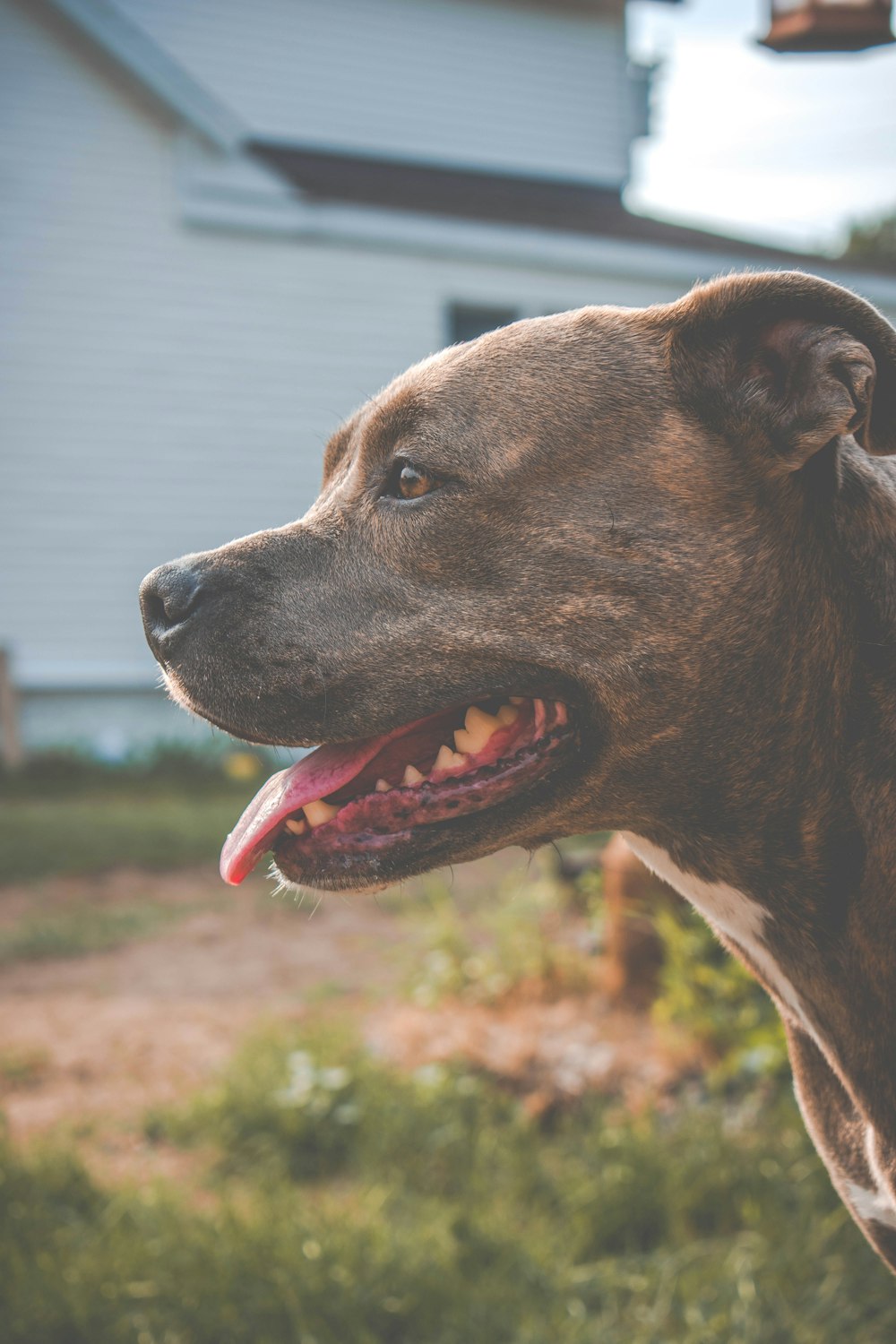 brown dog