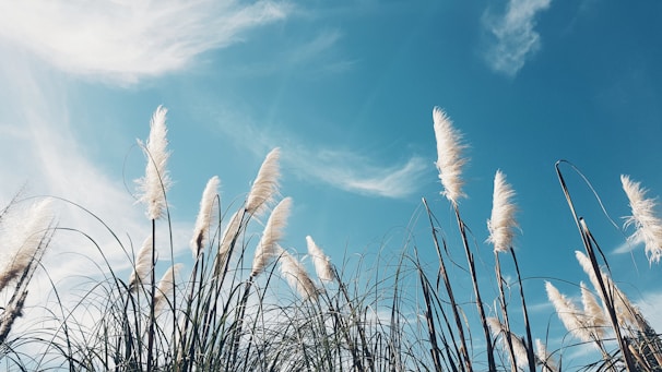 white and green grass