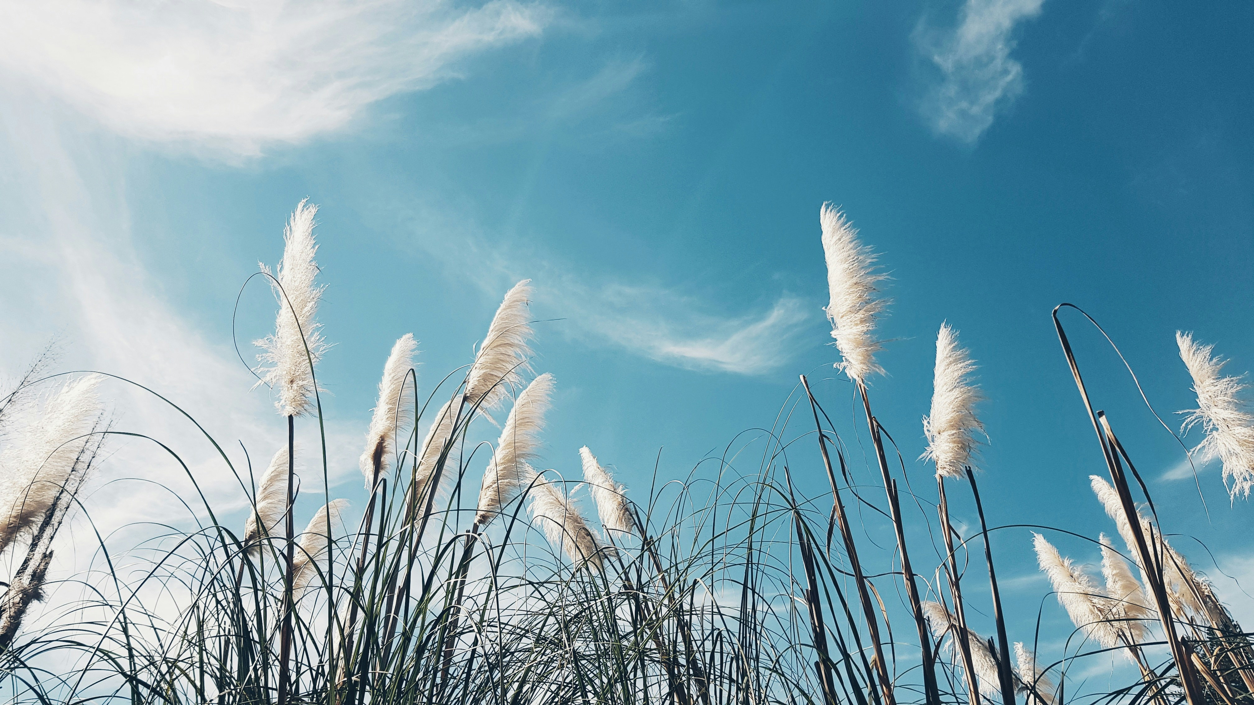 white and green grass