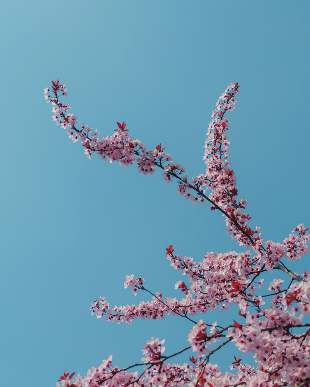 blooming pink cherry blossoms