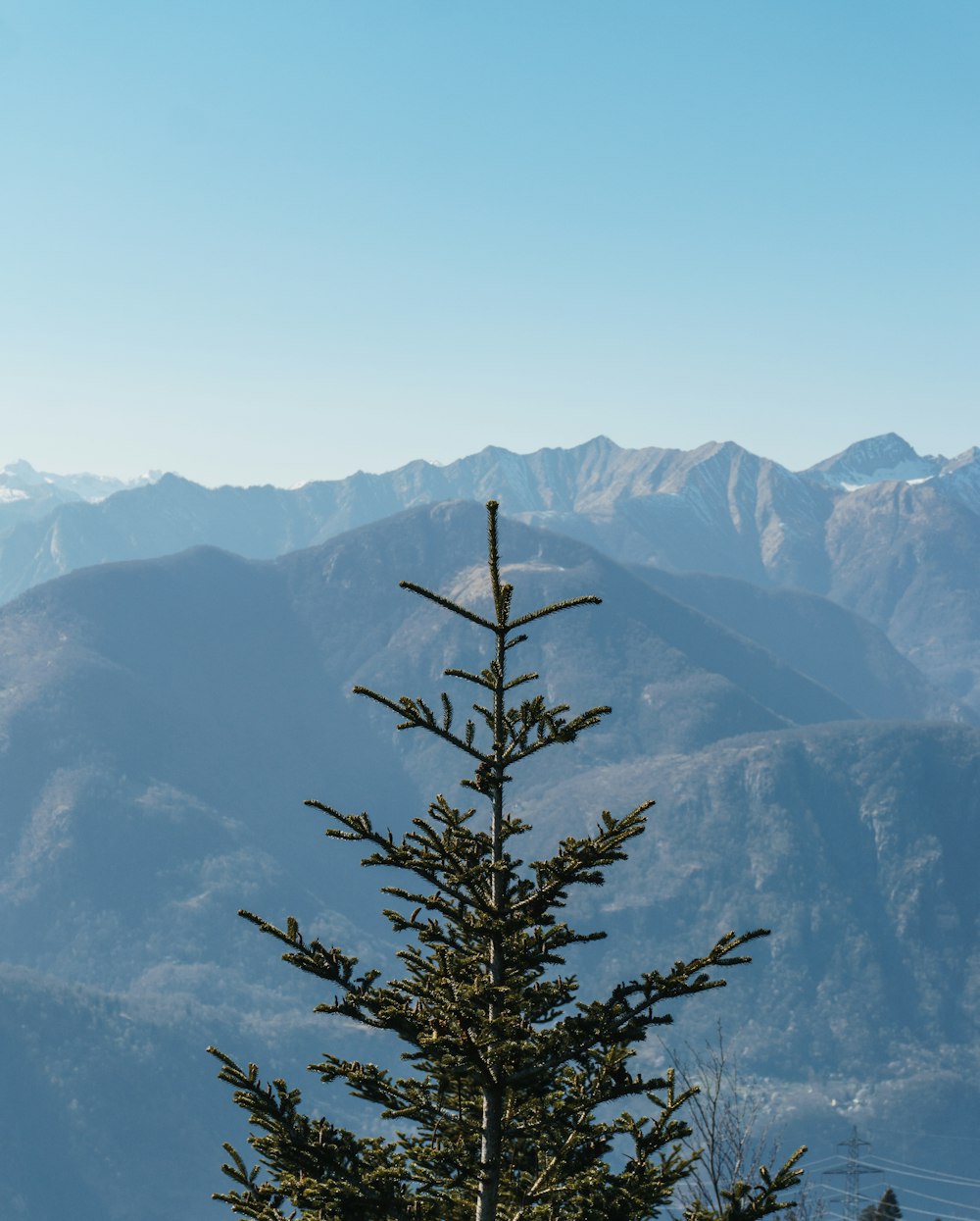 a pine tree with mountains in the background