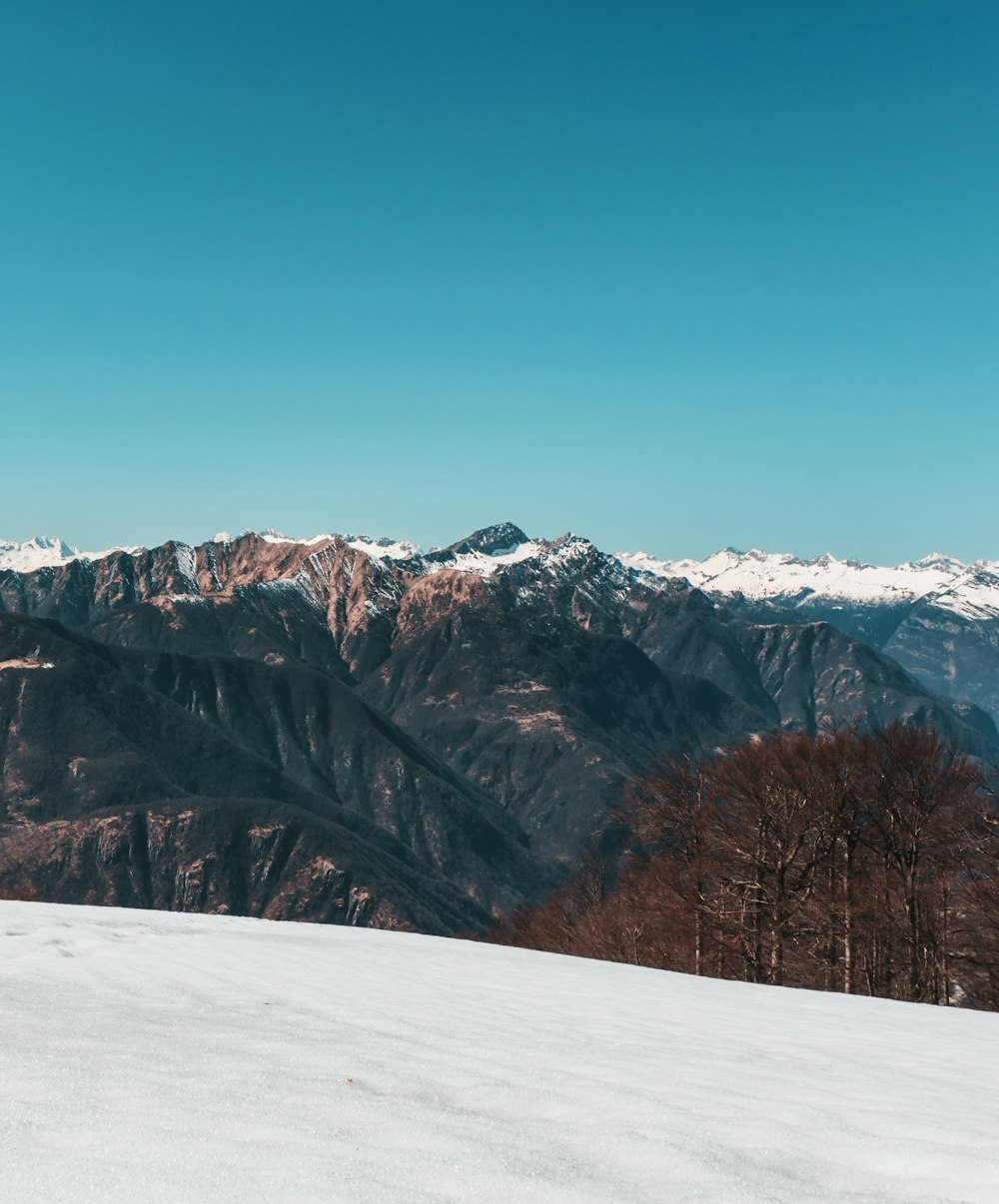 Braune Bäume neben dem Berg