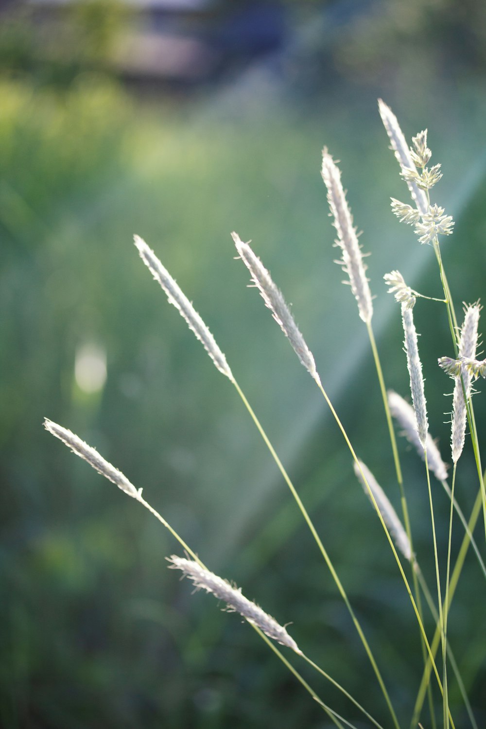 selective focus photo of green-leafed plants