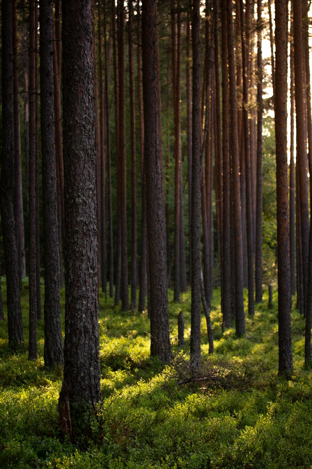 green-leafed trees