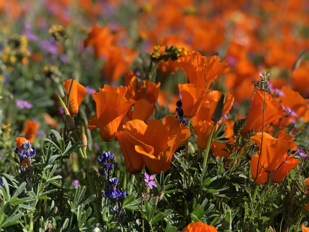 flores de papoula comum alaranjadas