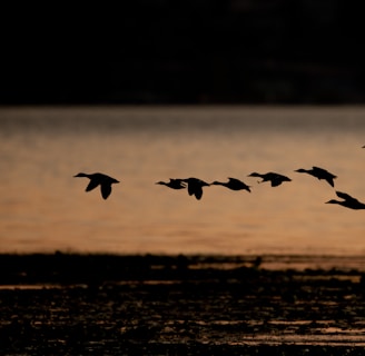 silhouette of flying ducks