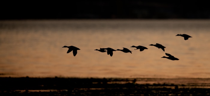 silhouette of flying ducks