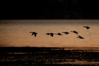 silhouette of flying ducks