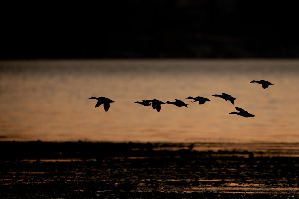 silhouette of flying ducks