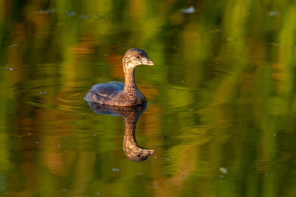 black duck on body of water