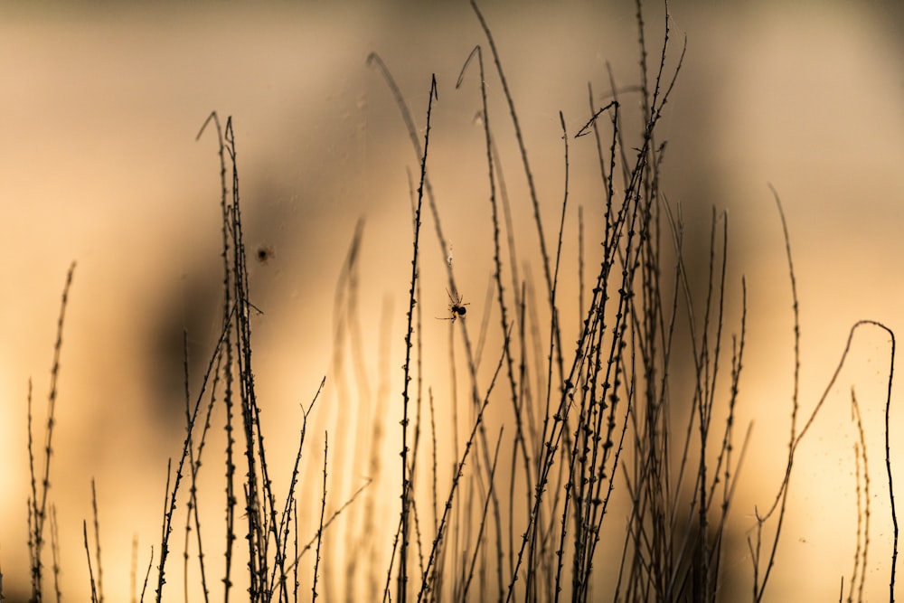 a close up of a plant with a blurry background