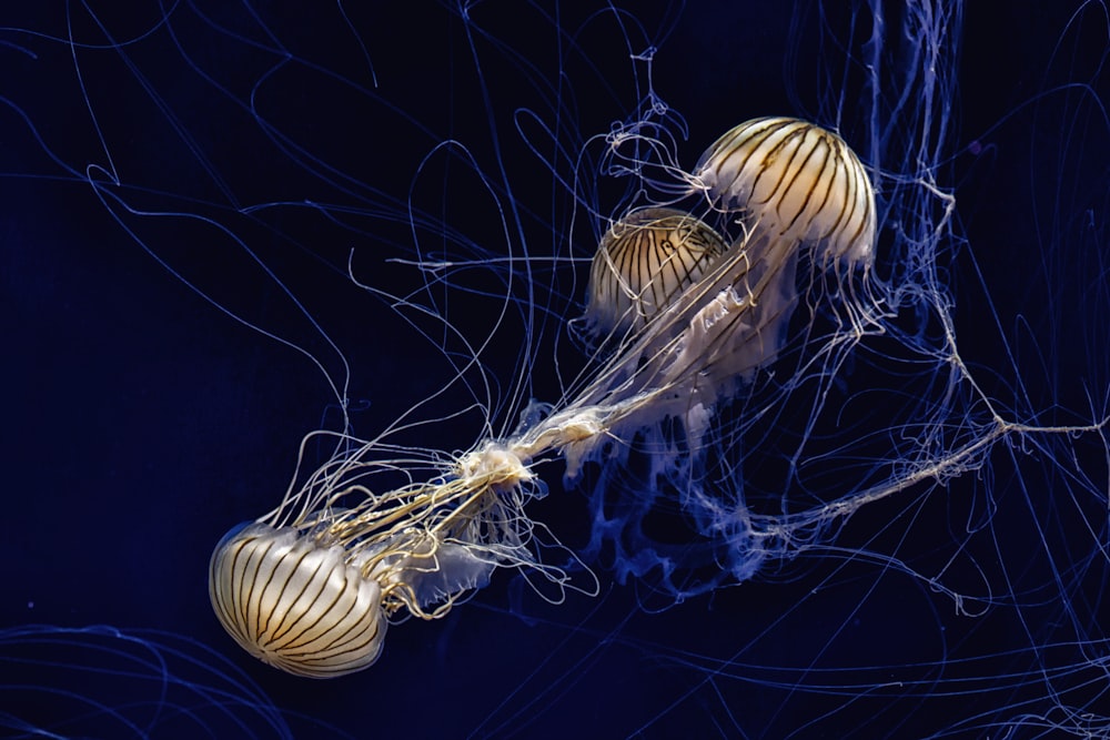 a close up of a jellyfish in the water