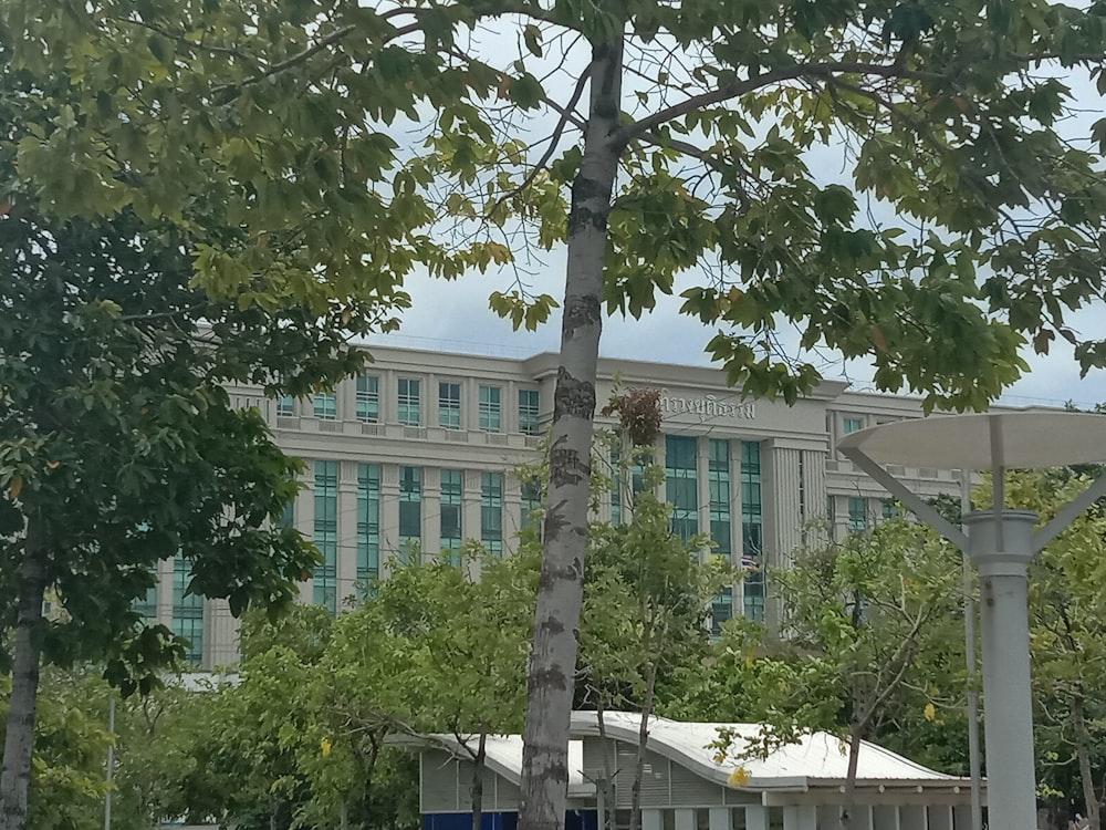 green-leafed trees