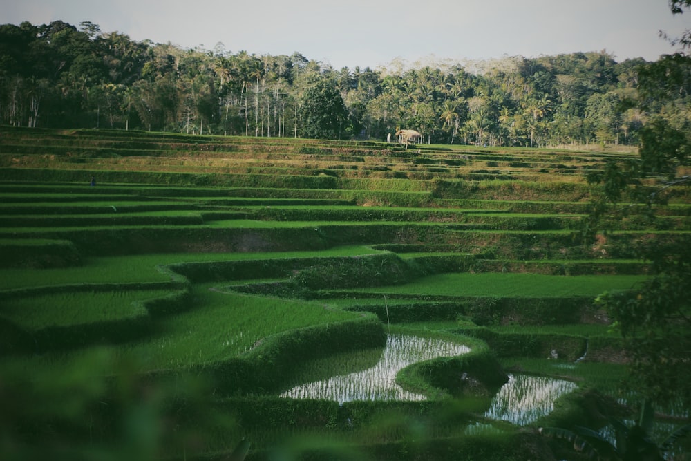 green rice plants