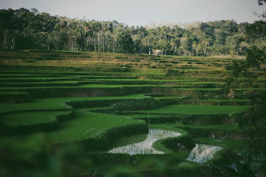green rice plants in Sumba Indonesia