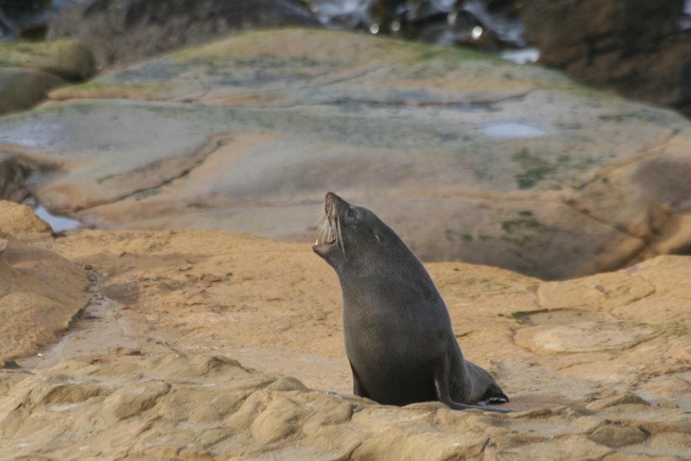 gray seal on brown stone