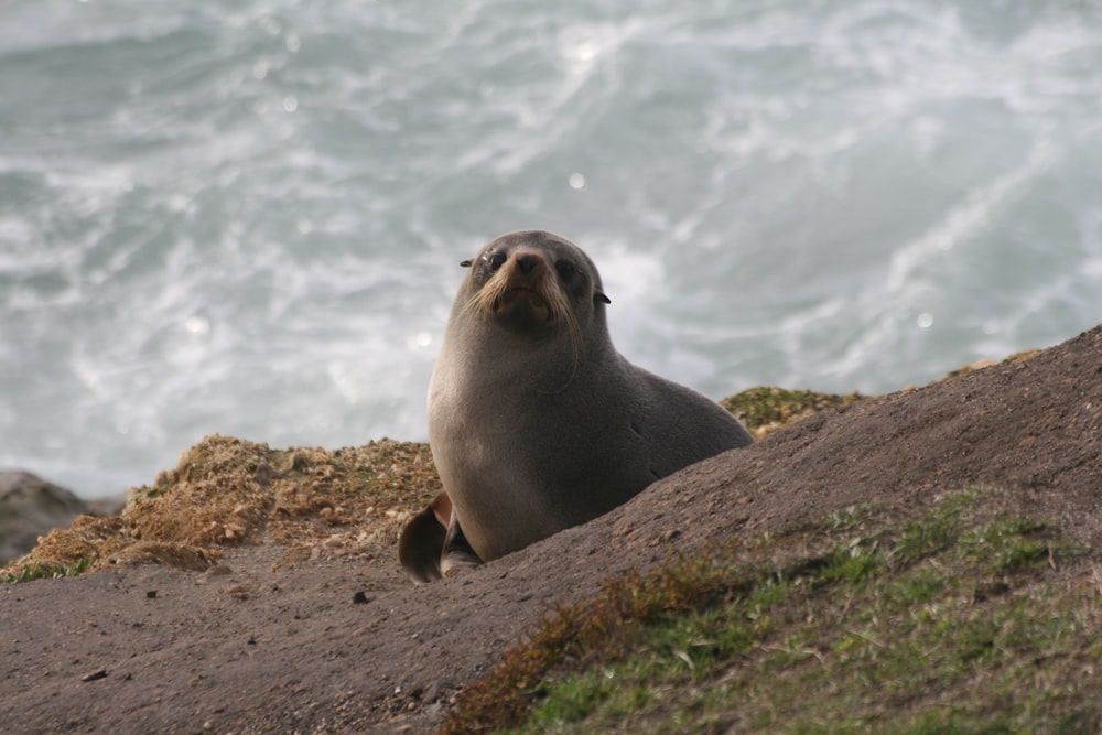grey seal climbing up sloping beach