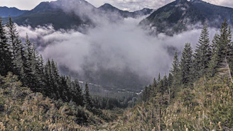 View of nearby mountains framed by tall trees after a gentle rain shower.
