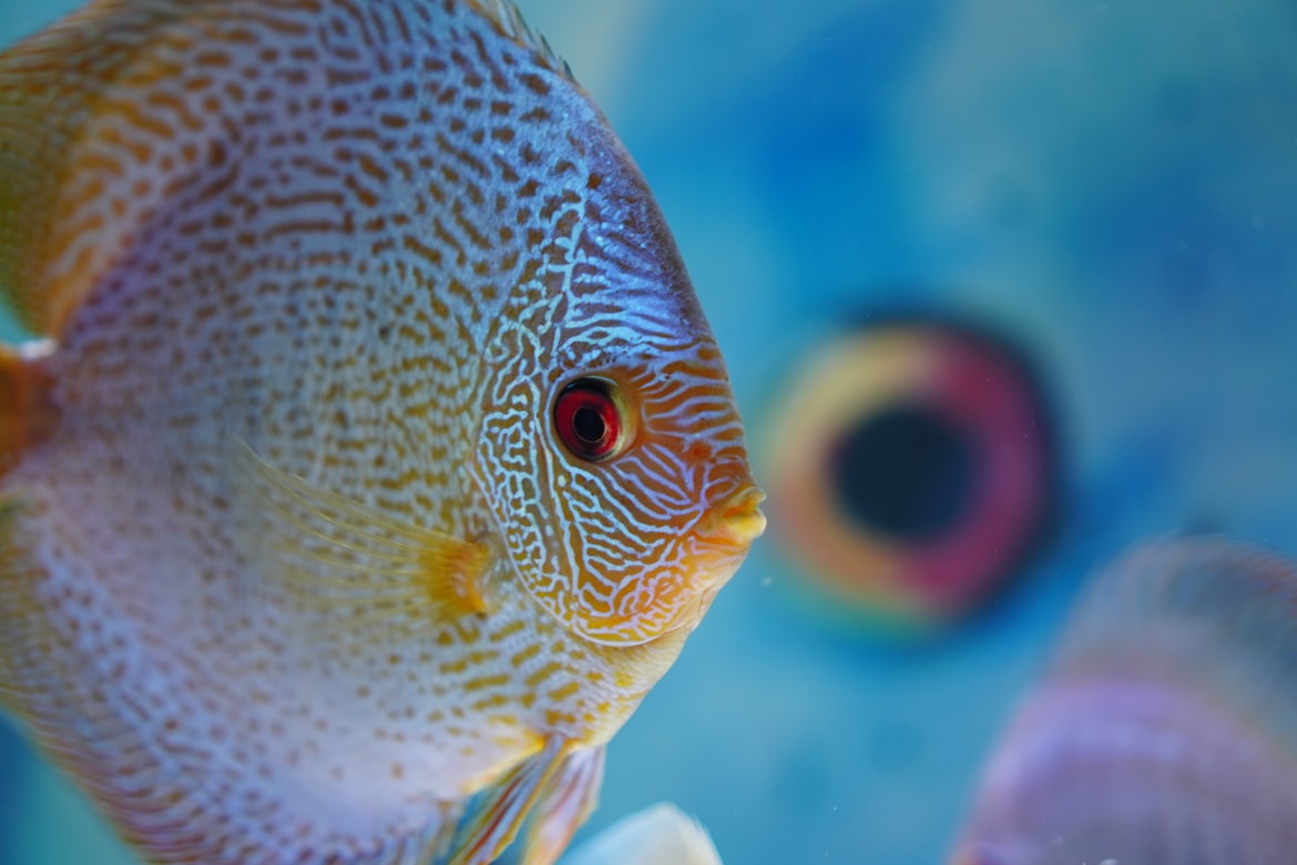 A picture of a very colorful discus fish.