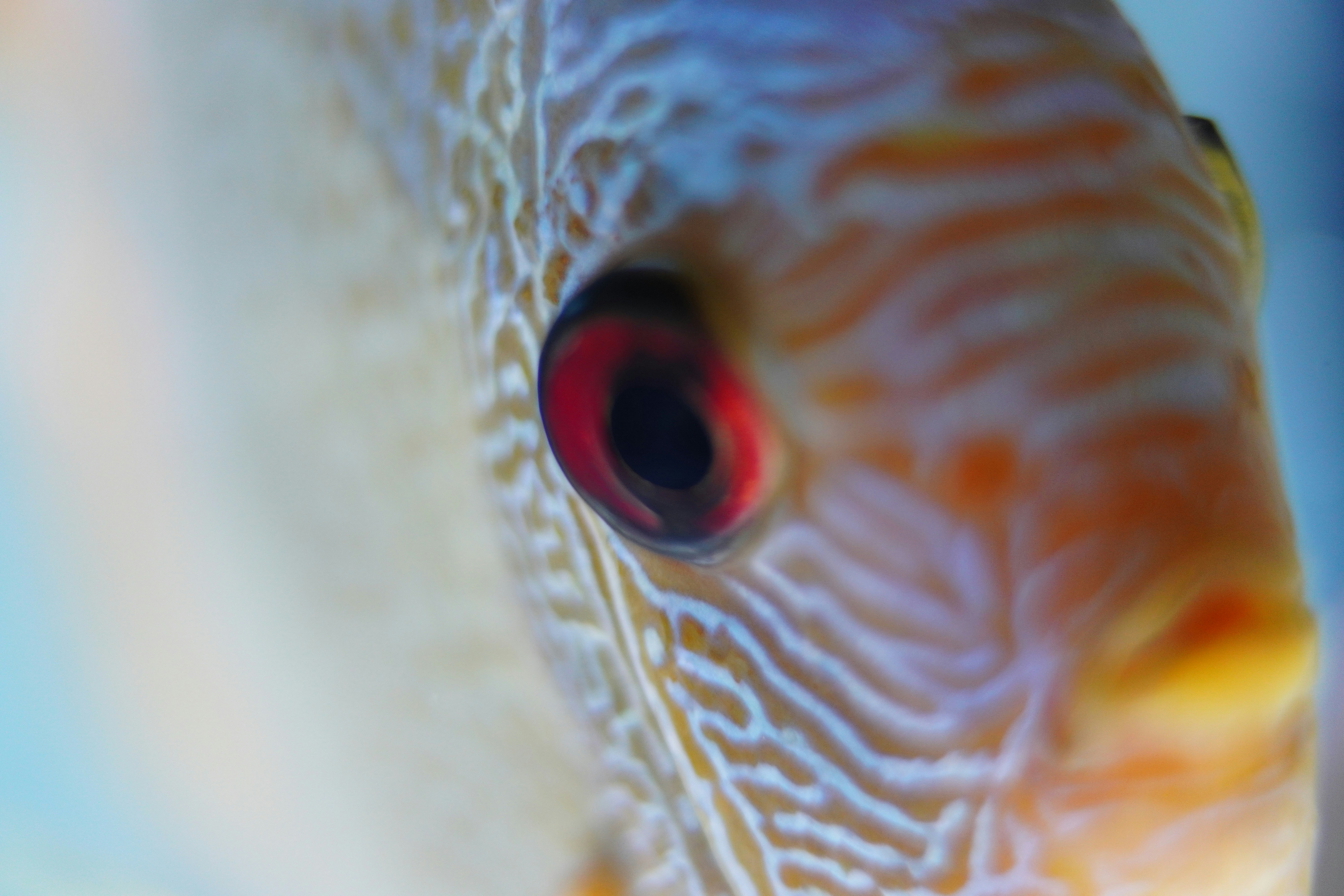 https://www.aquadesk.com/gallery/efishient Discus tropical fish from amazon river close up shot