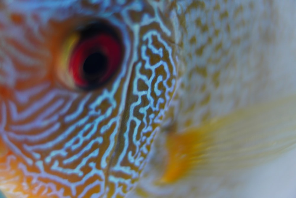 yellow, blue, and white fish with red eyes