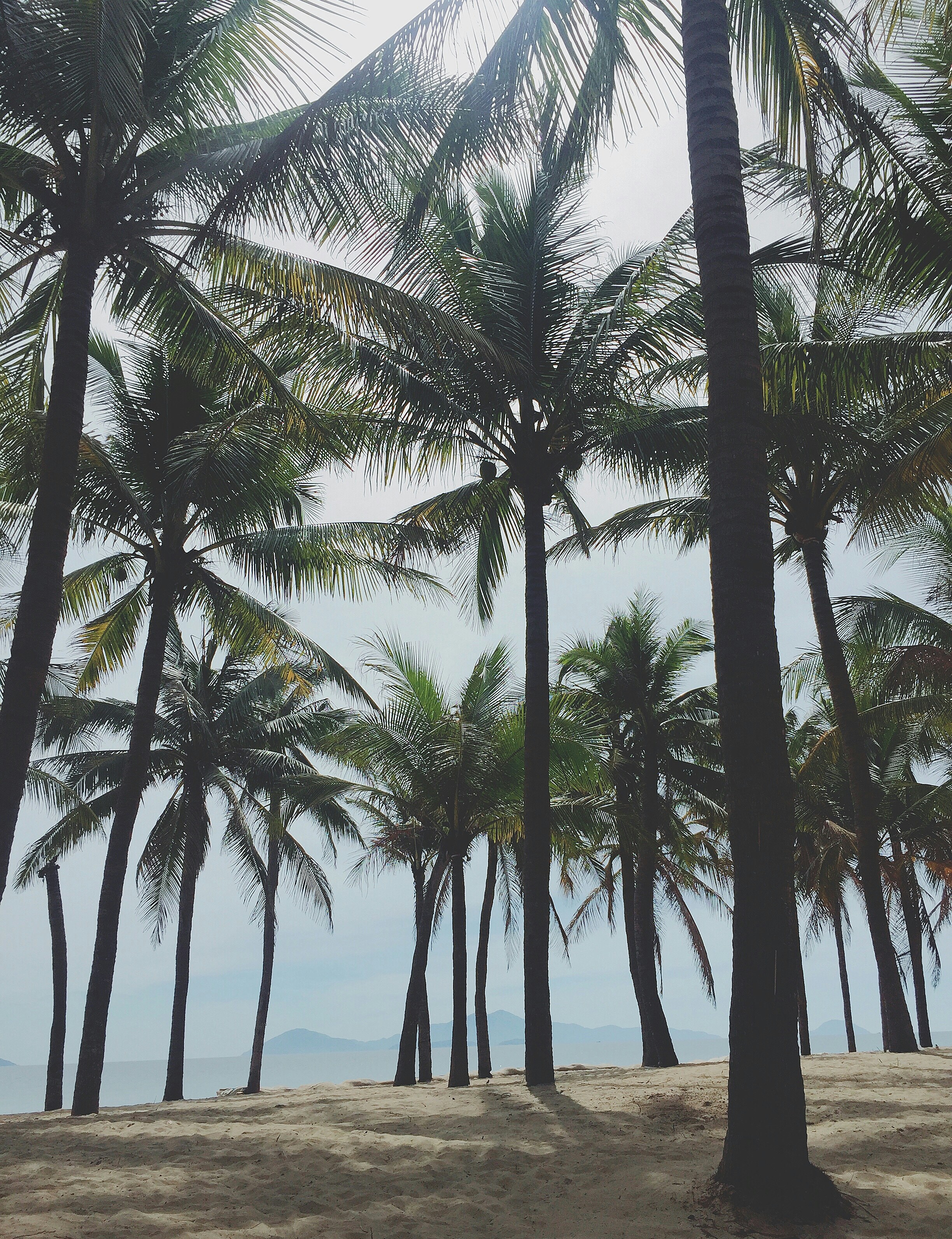 coconut tree in beach during daytime