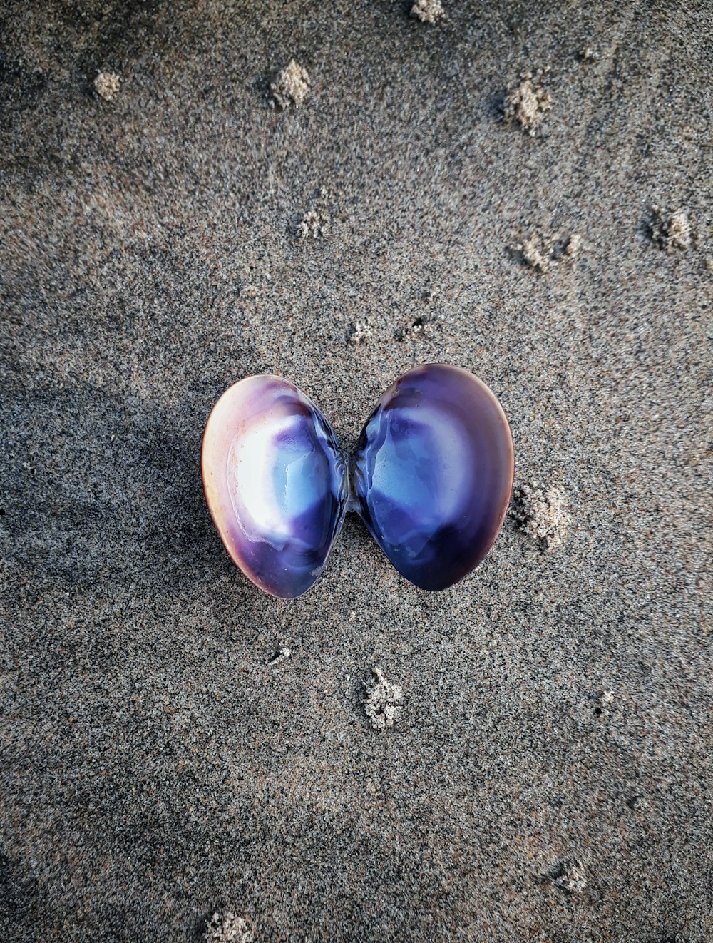 blue clamshell on sand