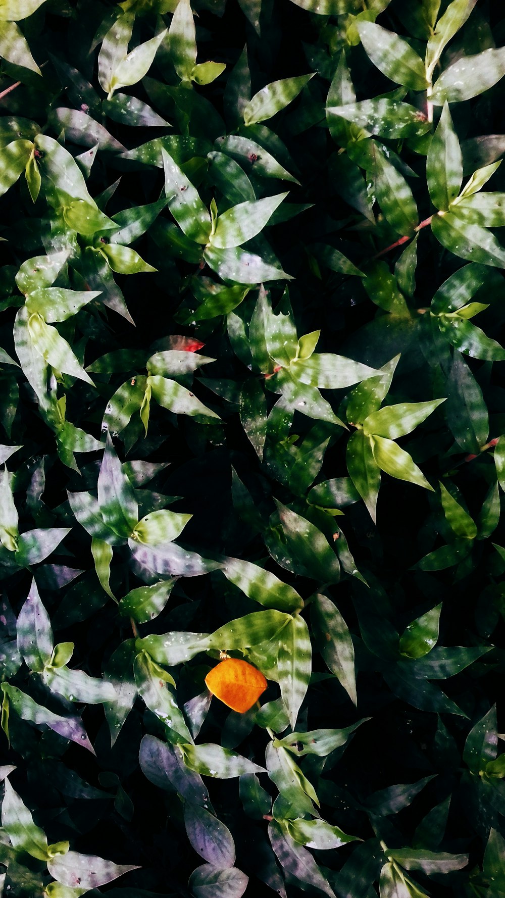 green leaf plants