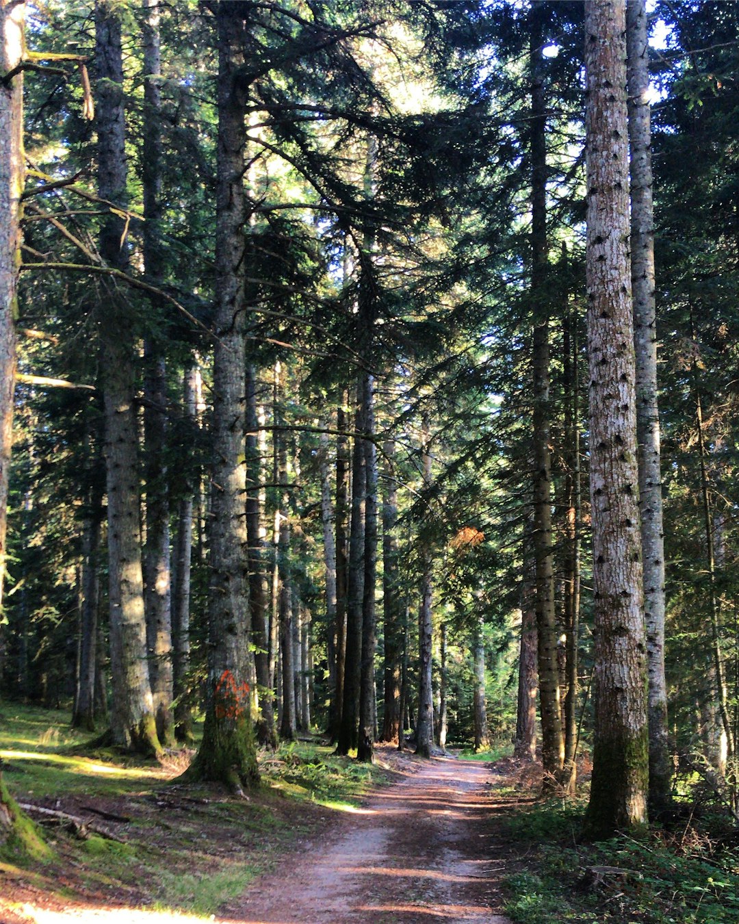 Forest photo spot Razonnet Génolhac