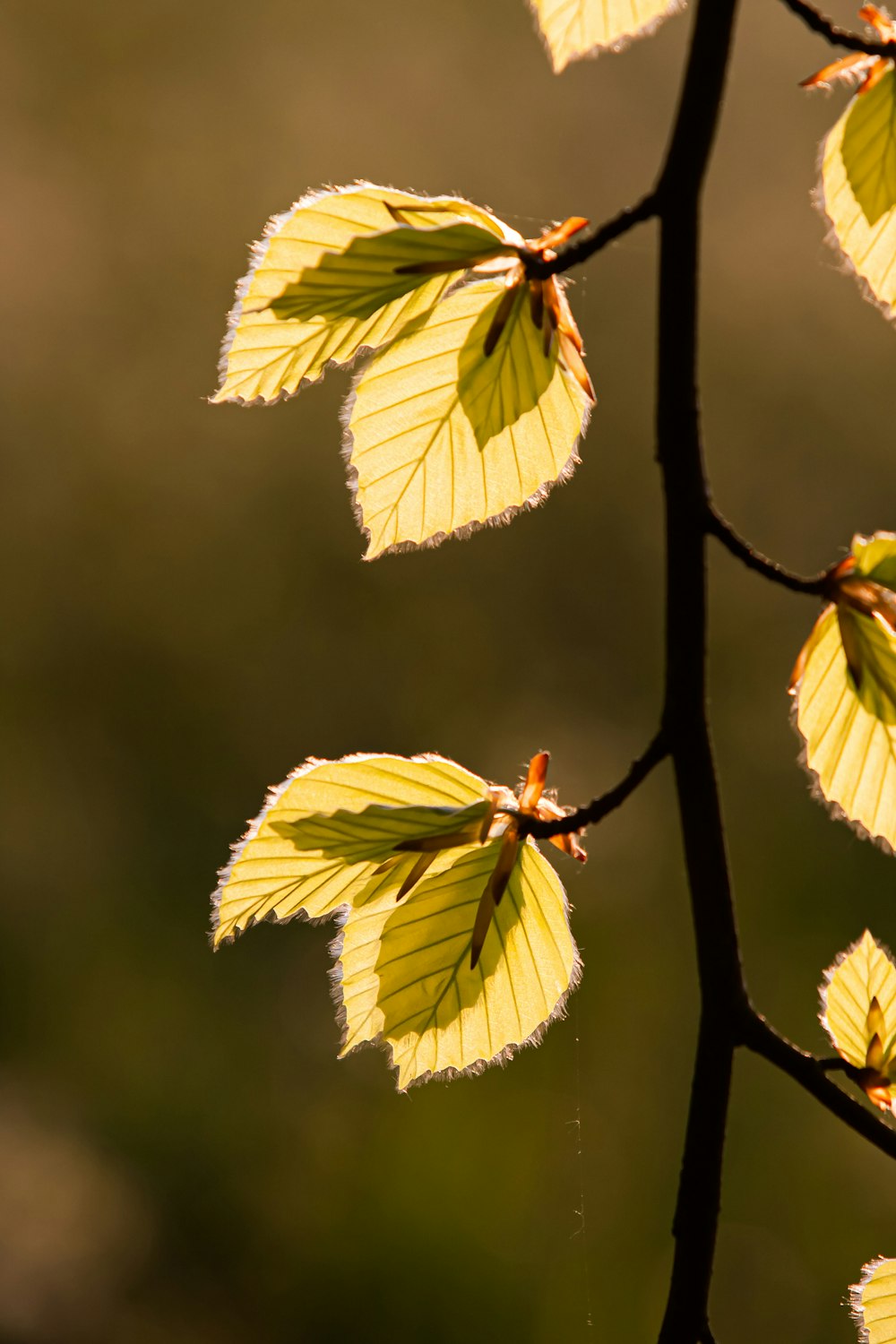 feuilles vertes