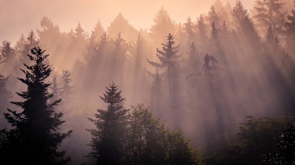 forest during daytime