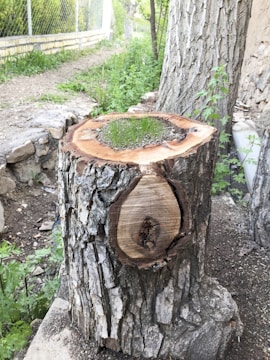 A tree stump with fresh green grass sprouting from its center, surrounded by a rough, bark-covered exterior. The stump is located in a natural setting with a dirt path and lush greenery, including other trees and plants. A partially visible structure with a stone wall and metal fencing is seen in the background.