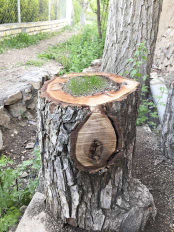 A fresh-cut tree stump surrounded by green grass in a neat yard.